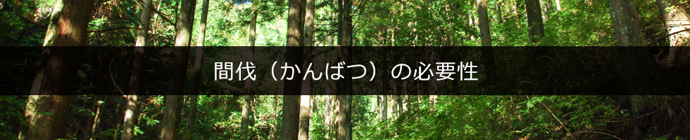 間伐(かんばつ)の必要性